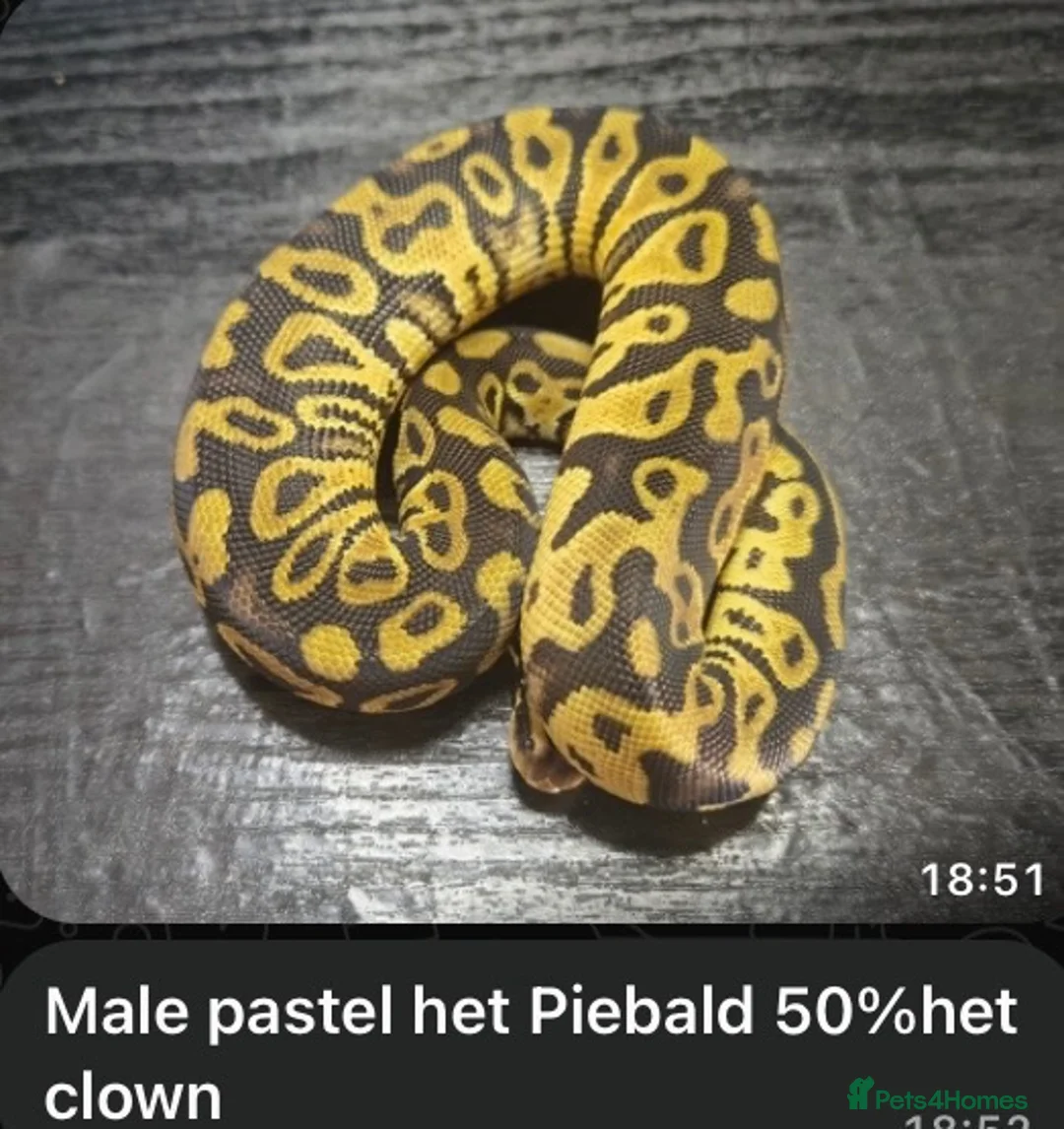 Python Snake reptiles for sale: Pastel Royal Ball Python - Advert 1