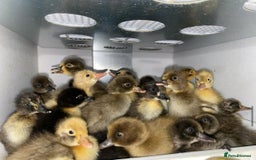 Chickens poultry for sale: Hatching eggs, Chicks & Ducklings - Image 3