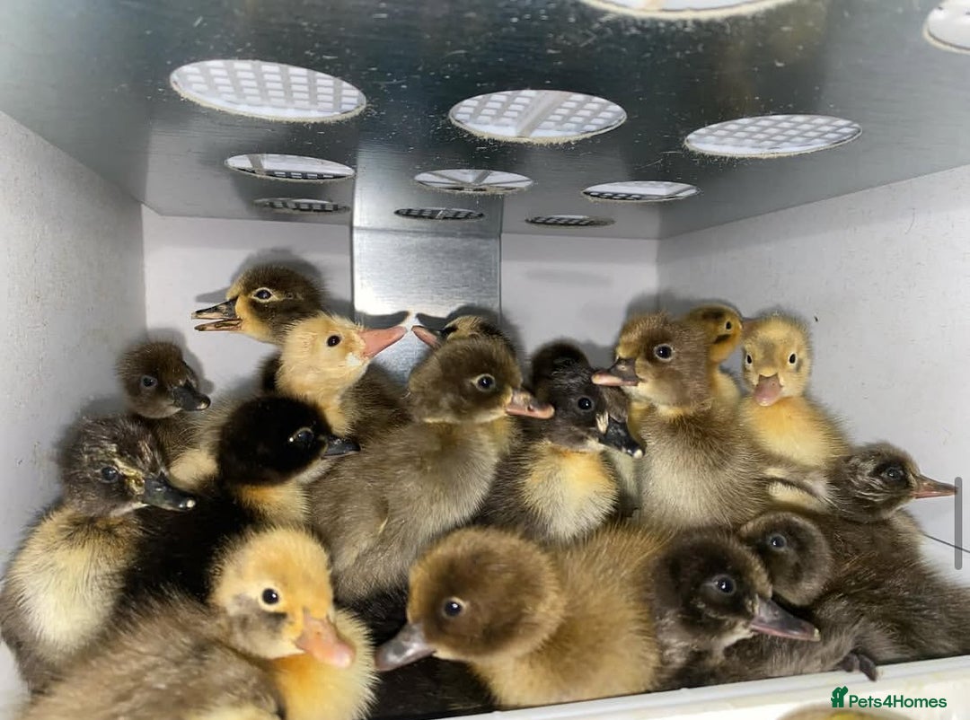 Chickens poultry for sale: Hatching eggs, Chicks & Ducklings - Image 3