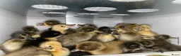Chickens poultry for sale: Hatching eggs, Chicks & Ducklings - Advert 3