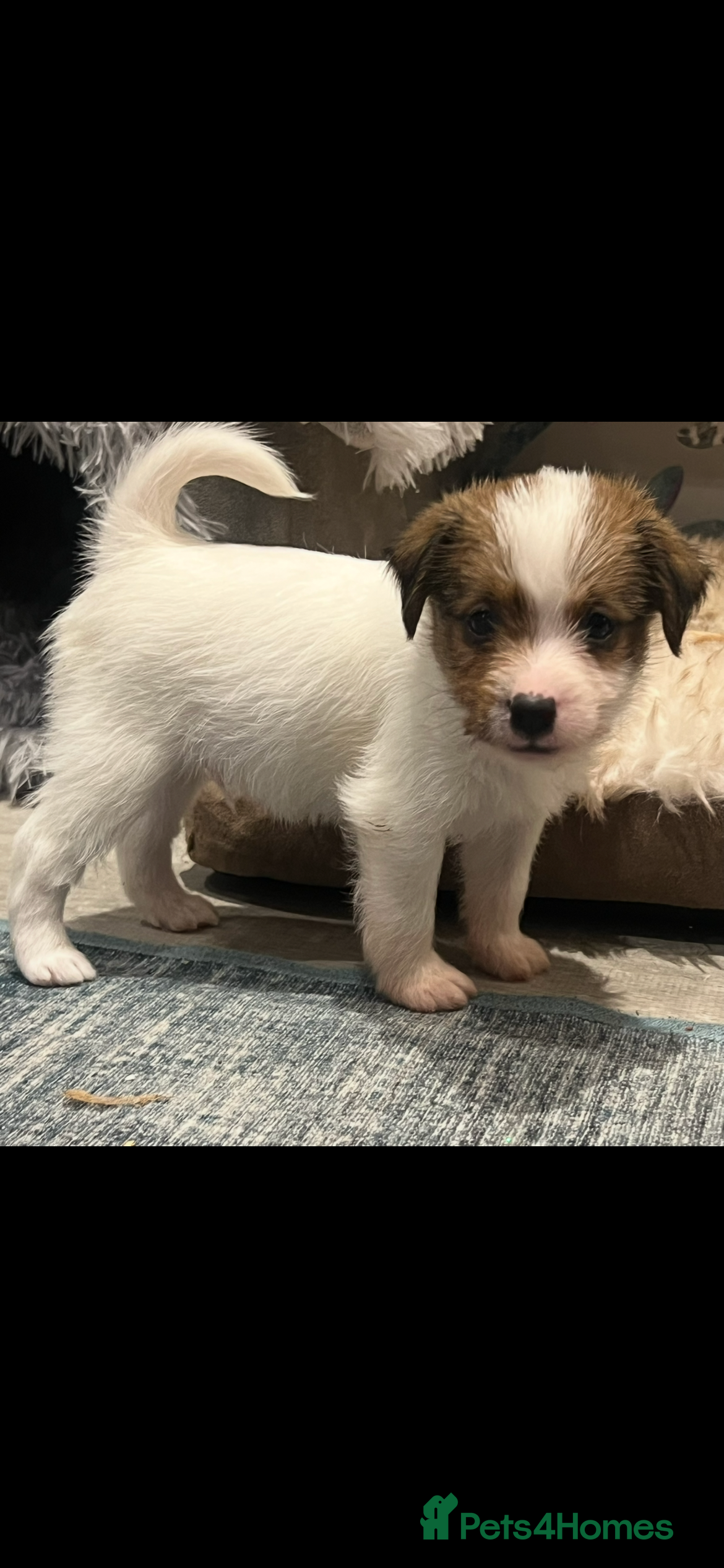 Jack Russell dogs Stunning jack Russel pups  - Advert 5