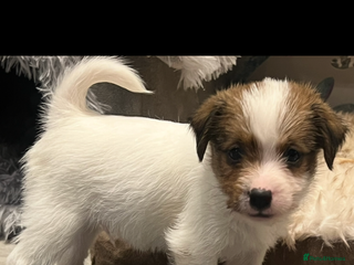 Jack Russell dogs Stunning jack Russel pups - Advert 5