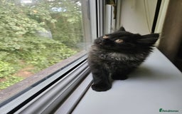 Persian cats for sale: Stunning Persian Boy - Image 6