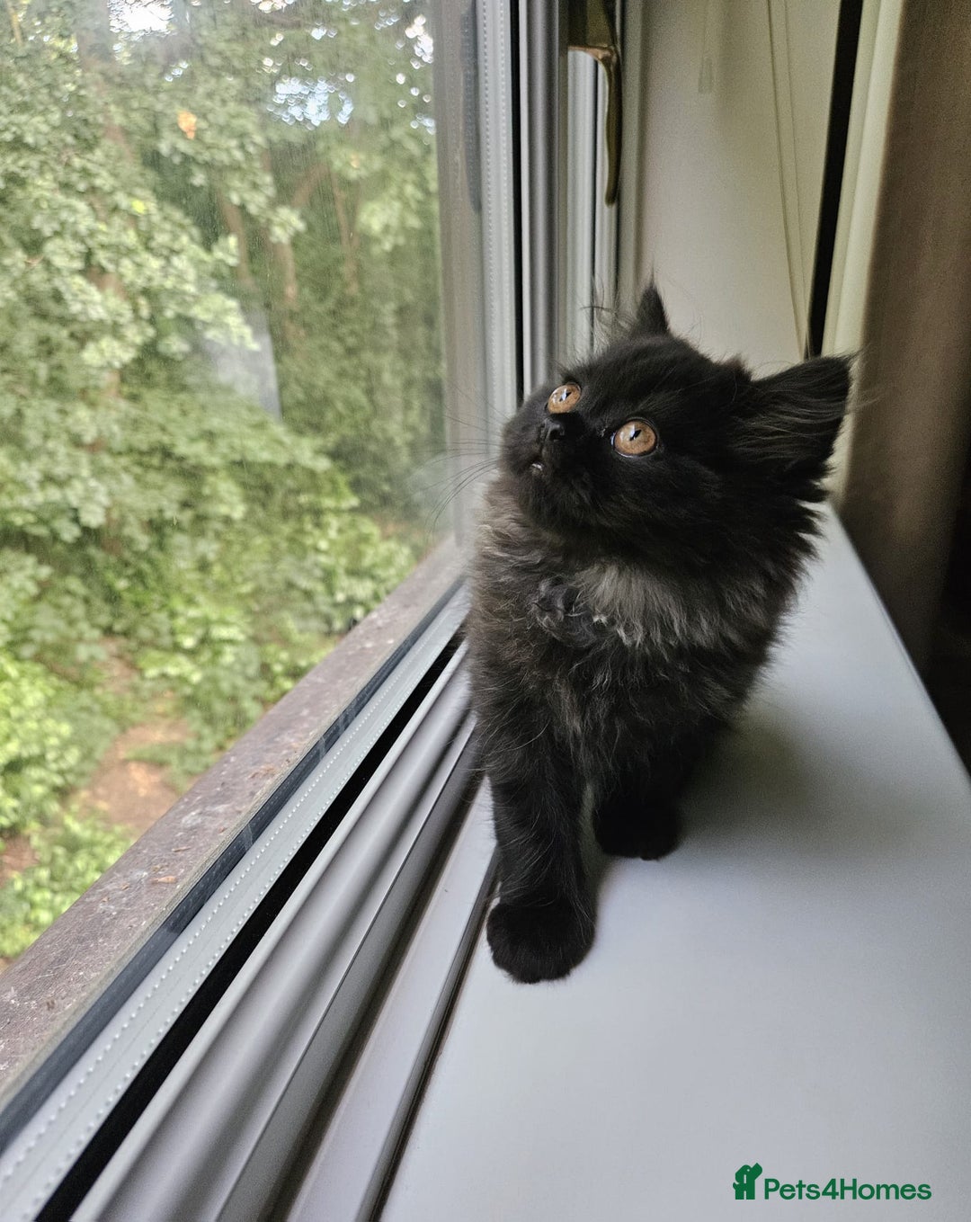 Persian cats for sale: Stunning Persian Boy - Image 6