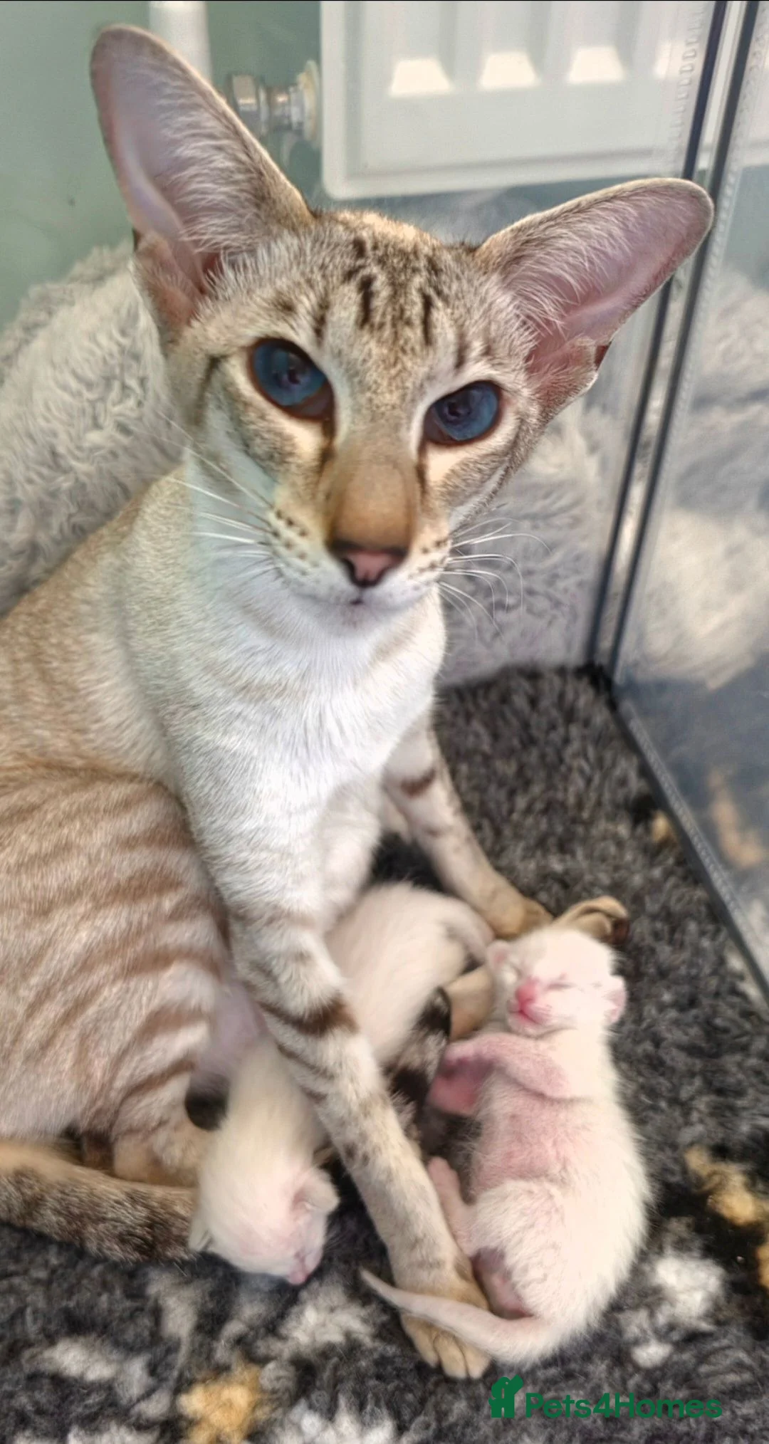 Siamese cats for sale: Beautiful Seal Point - Advert 5