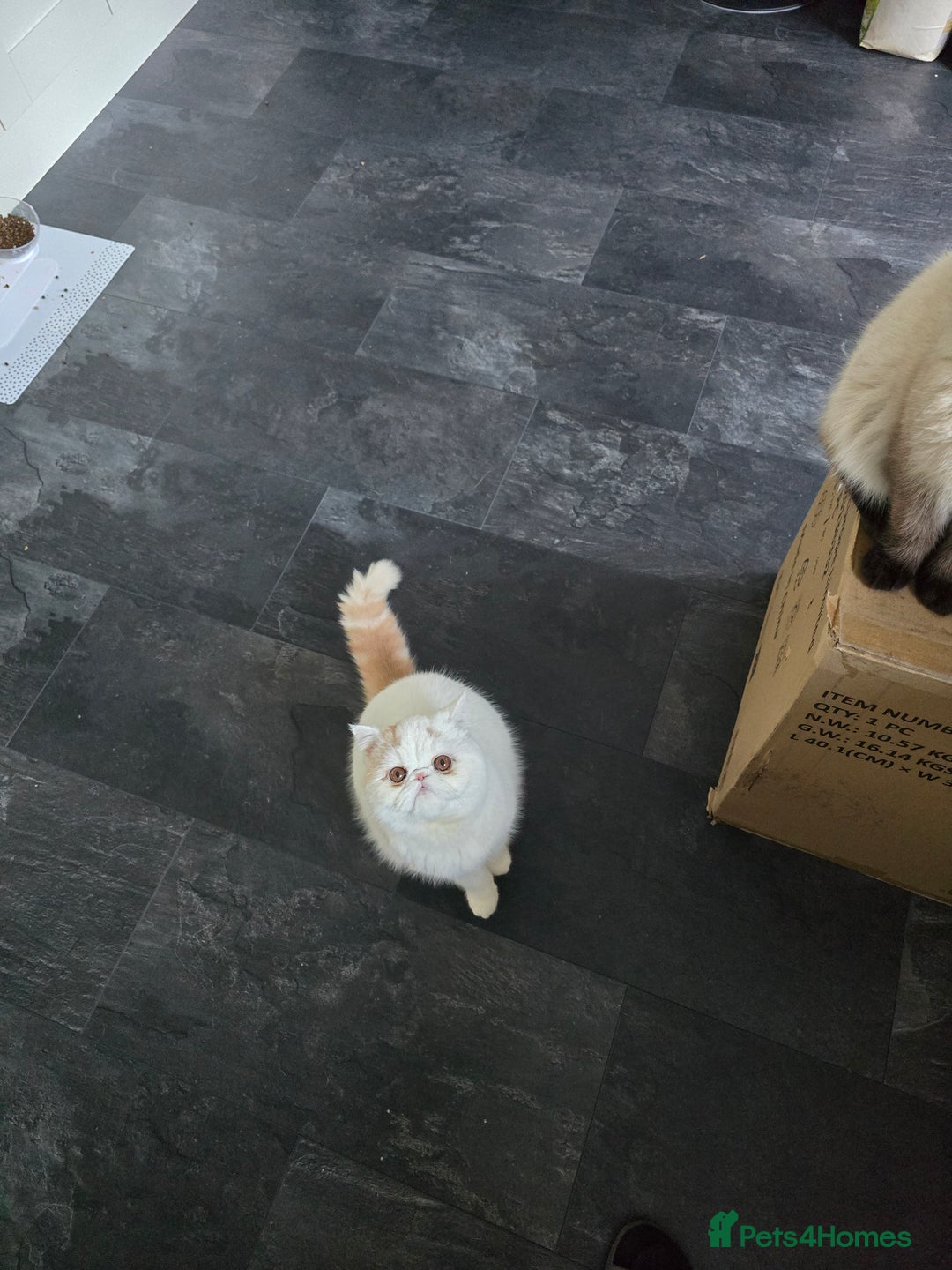 Exotic cats for sale: Stunning Rare Cream Van ESH Male - Image 16