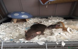 Rat rodents for sale: 3 female baby rats  - Image 5