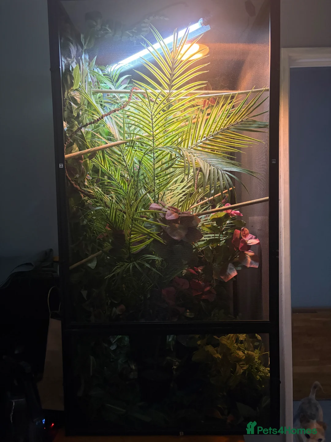 Chameleon reptiles for sale: Male panther chameleon  in King's Lynn - Advert 6