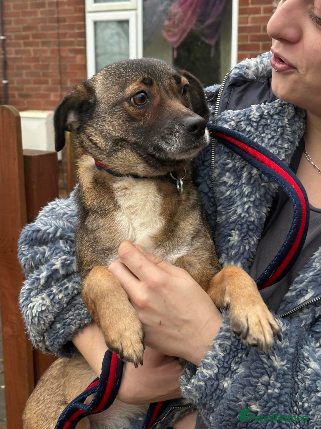 Mixed Breed dogs for adoption: Lindy - Norwich Norfolk  - Advert 5