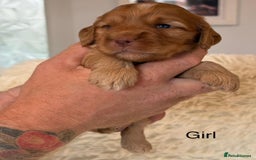 Cockapoo dogs for sale: beautiful merle cockapoo pups, ready 19th August - Image 3