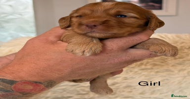 Cockapoo dogs - Advert 3