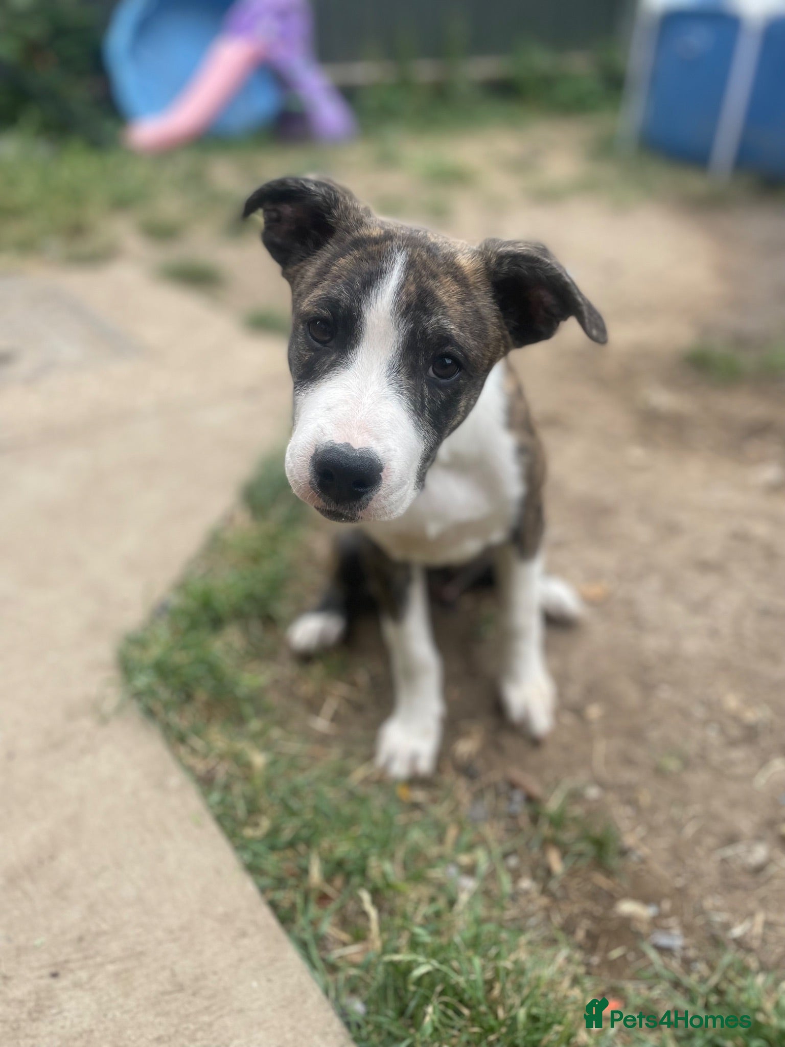 Mixed Breed dogs ✨1BoyLeft!🥺💙🐾 - Advert 11