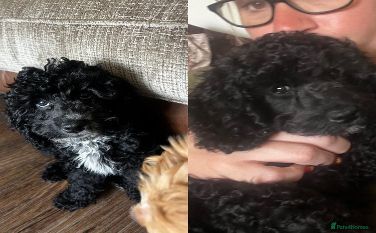 Cockapoo dogs in Whitley Bay - Advert 1