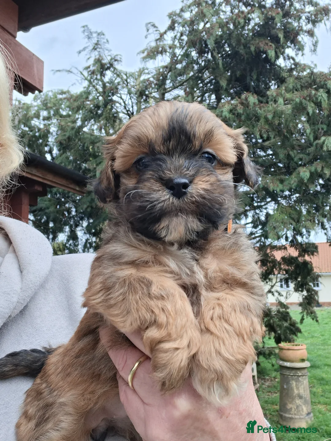 Shihpoo dogs for sale: Adorable F1 Shihpoo puppies  - Advert 1