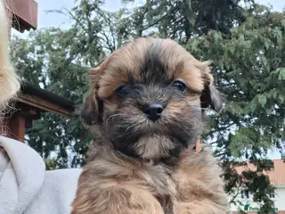 Shihpoo dogs Adorable F1 Shihpoo puppies - Advert 10