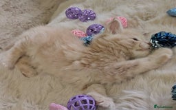 Maine Coon cats for sale: GCCF Registered Pedigree Maine Coon Kittens - Image 6