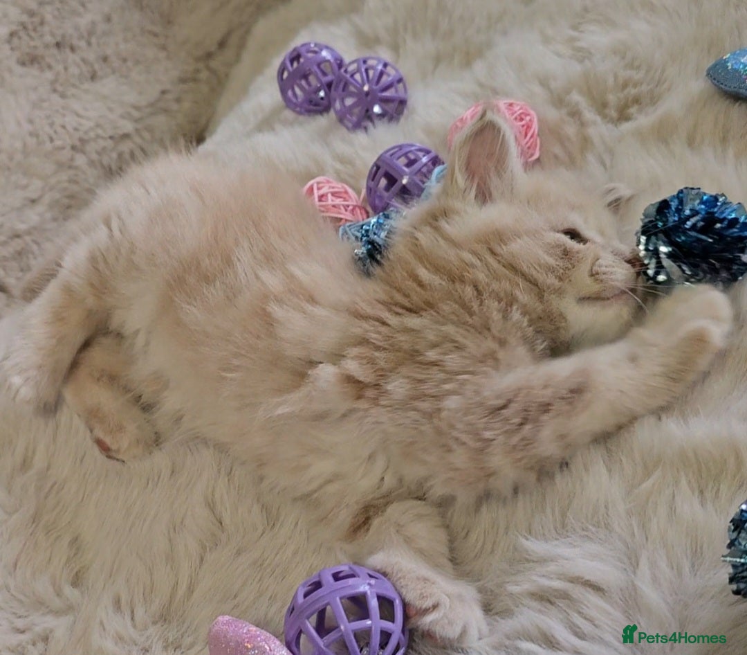 Maine Coon cats for sale: GCCF Registered Pedigree Maine Coon Kittens - Image 6
