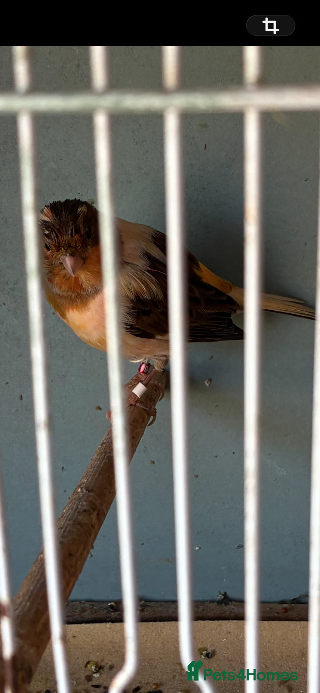 Finches birds for sale: Goldfinch and canarys  - Advert 3