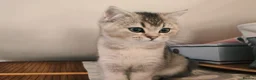 British Shorthair cats for sale: 1 left, Rare Tipped British Shorthair girl - Advert 8
