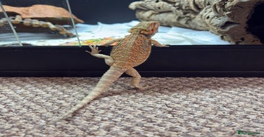 Bearded Dragon reptiles - Advert 6