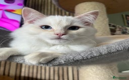 Ragdoll cats for sale: Cream point boy ready now in Lincoln - Image 1
