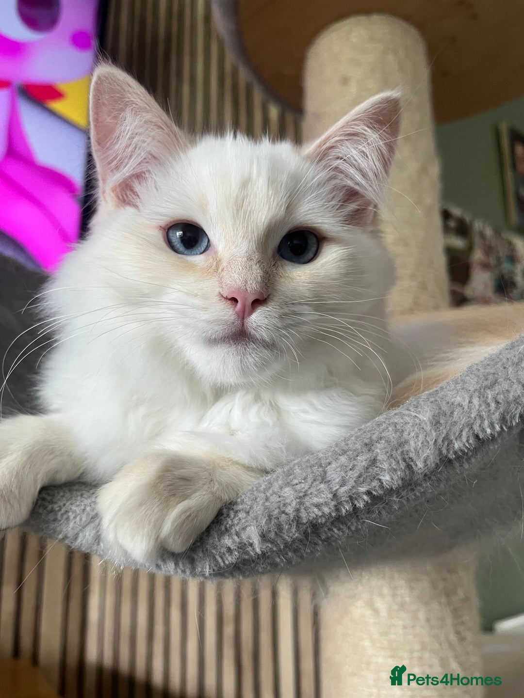 Ragdoll cats for sale: Cream point boy ready now in Lincoln - Image 1