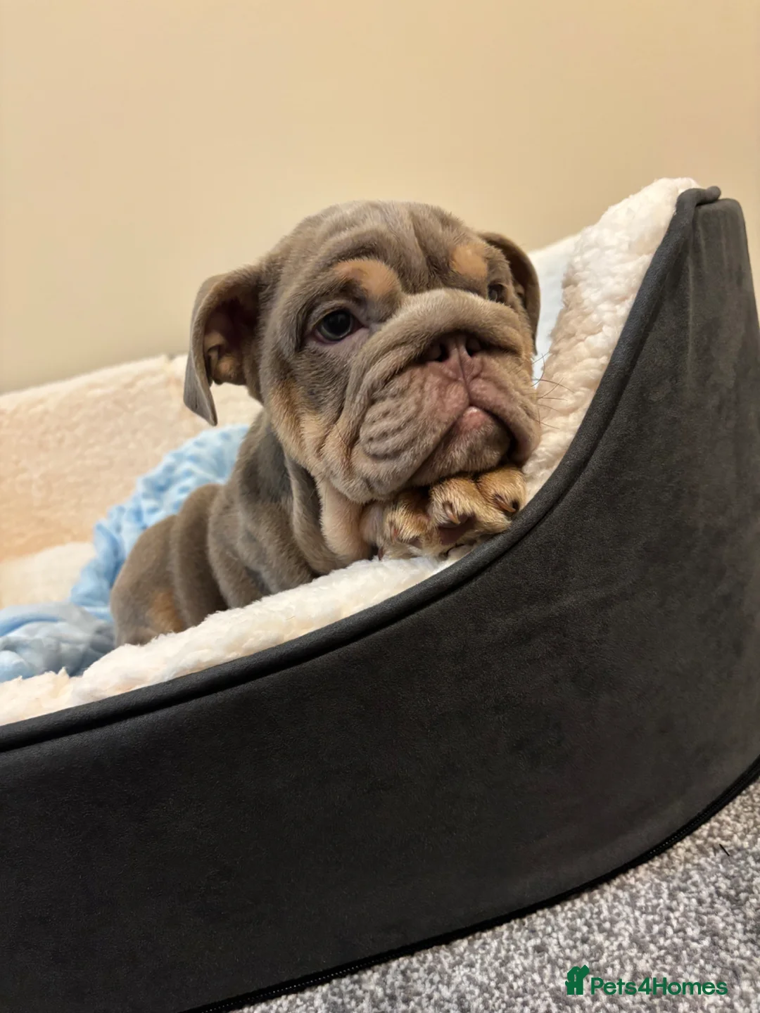 English Bulldog dogs for sale: English Bulldog Puppy KC registered, Champions BL  - Advert 2