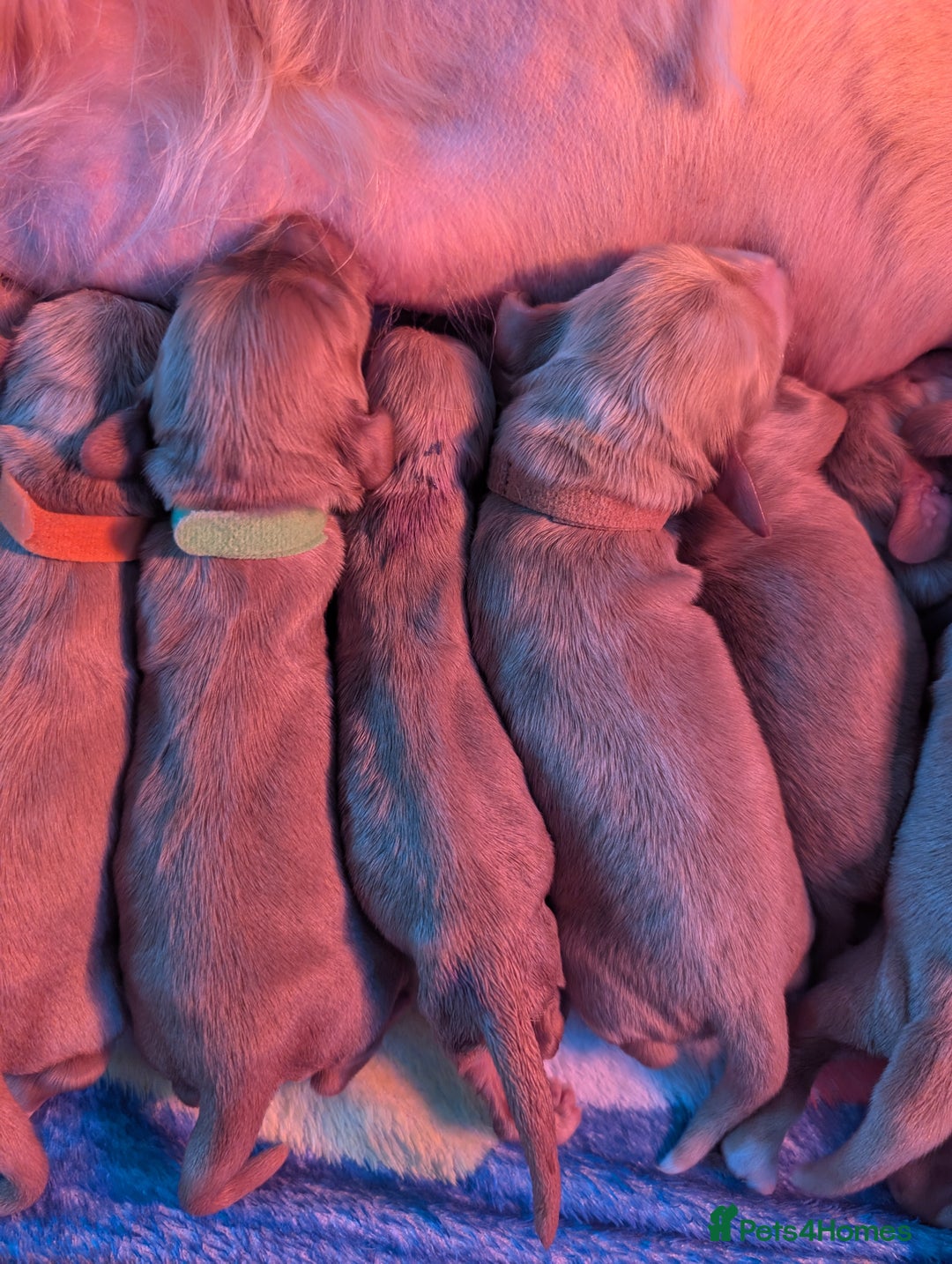 Cocker Spaniel dogs for sale: 🐾pedigree Show cocker spaniel🐾 - Image 19