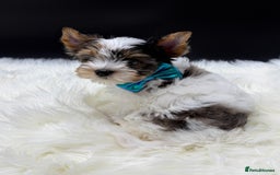 Yorkshire Terrier dogs for sale:  Ready to go Exotic Colourful Yorkshire Terriers - Advert 15