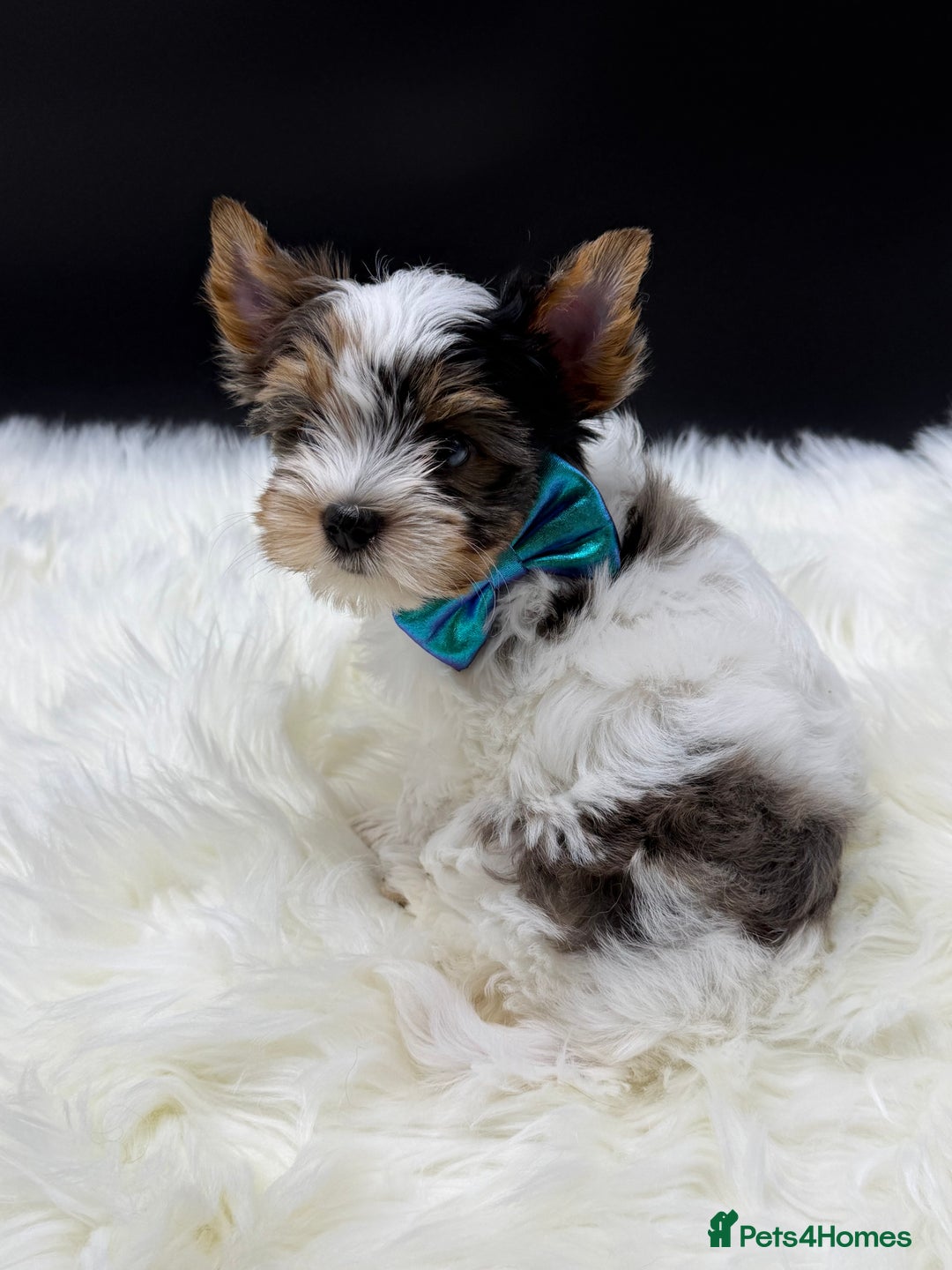 Yorkshire Terrier dogs for sale:  Ready to go Exotic Colourful Yorkshire Terriers - Advert 15