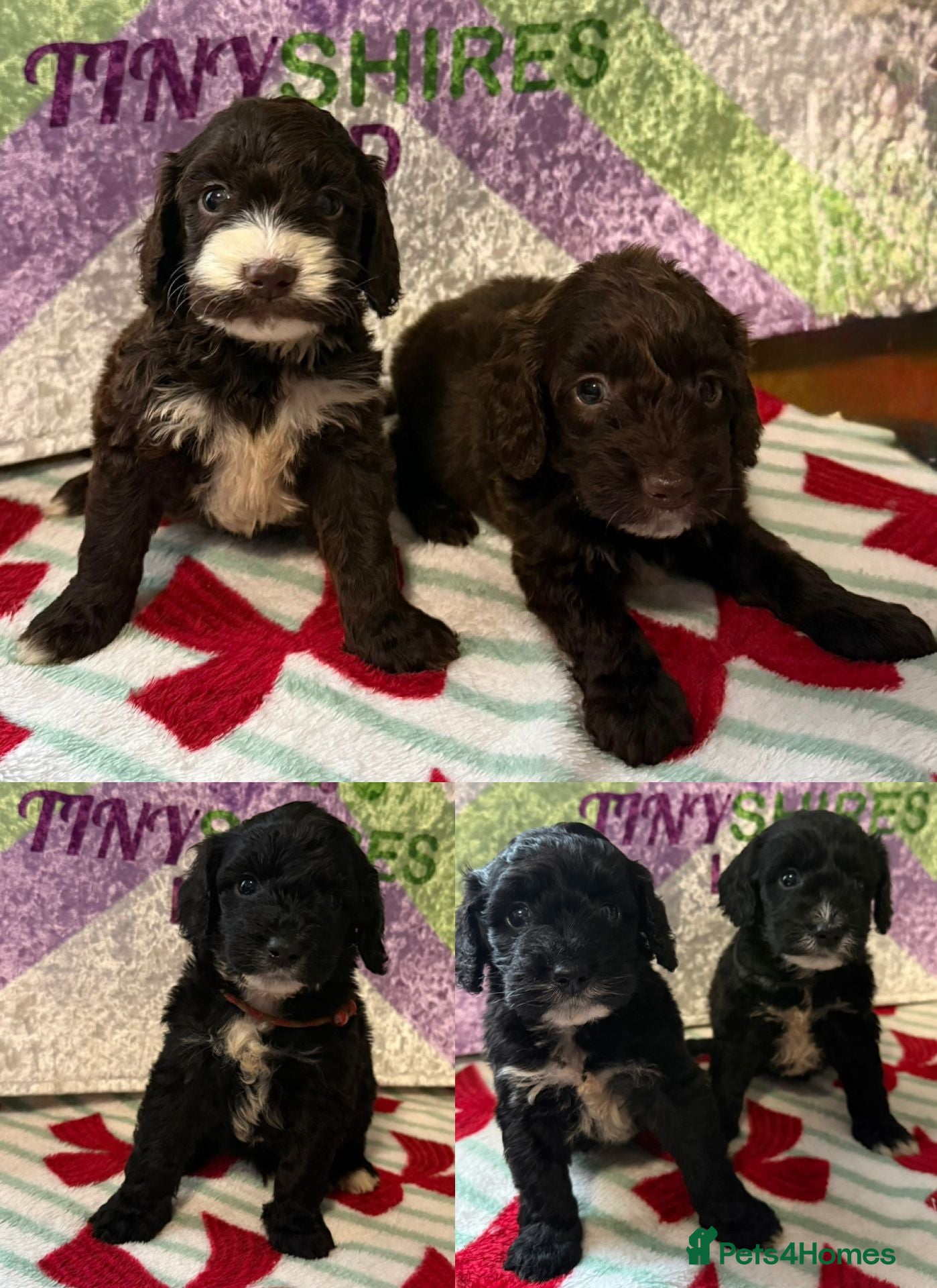 Cockapoo dogs F1 mini cockapoos 30  dna health tested  - Advert 13