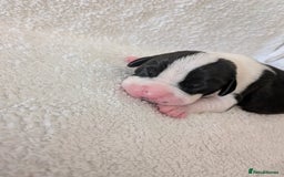 Mixed Breed dogs for sale: Cockerbull puppies  - Image 9