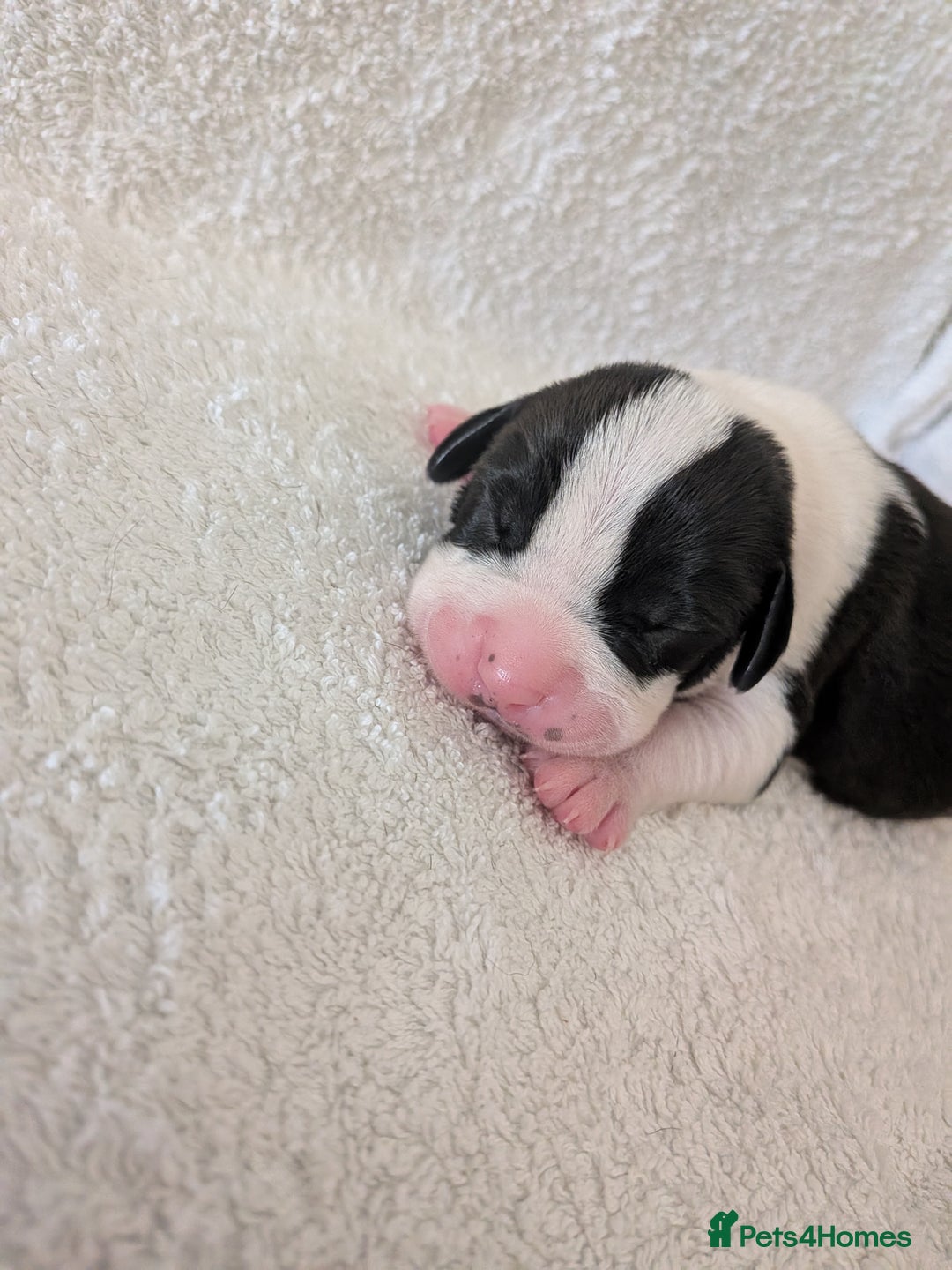 Mixed Breed dogs for sale: Cockerbull puppies  - Image 9