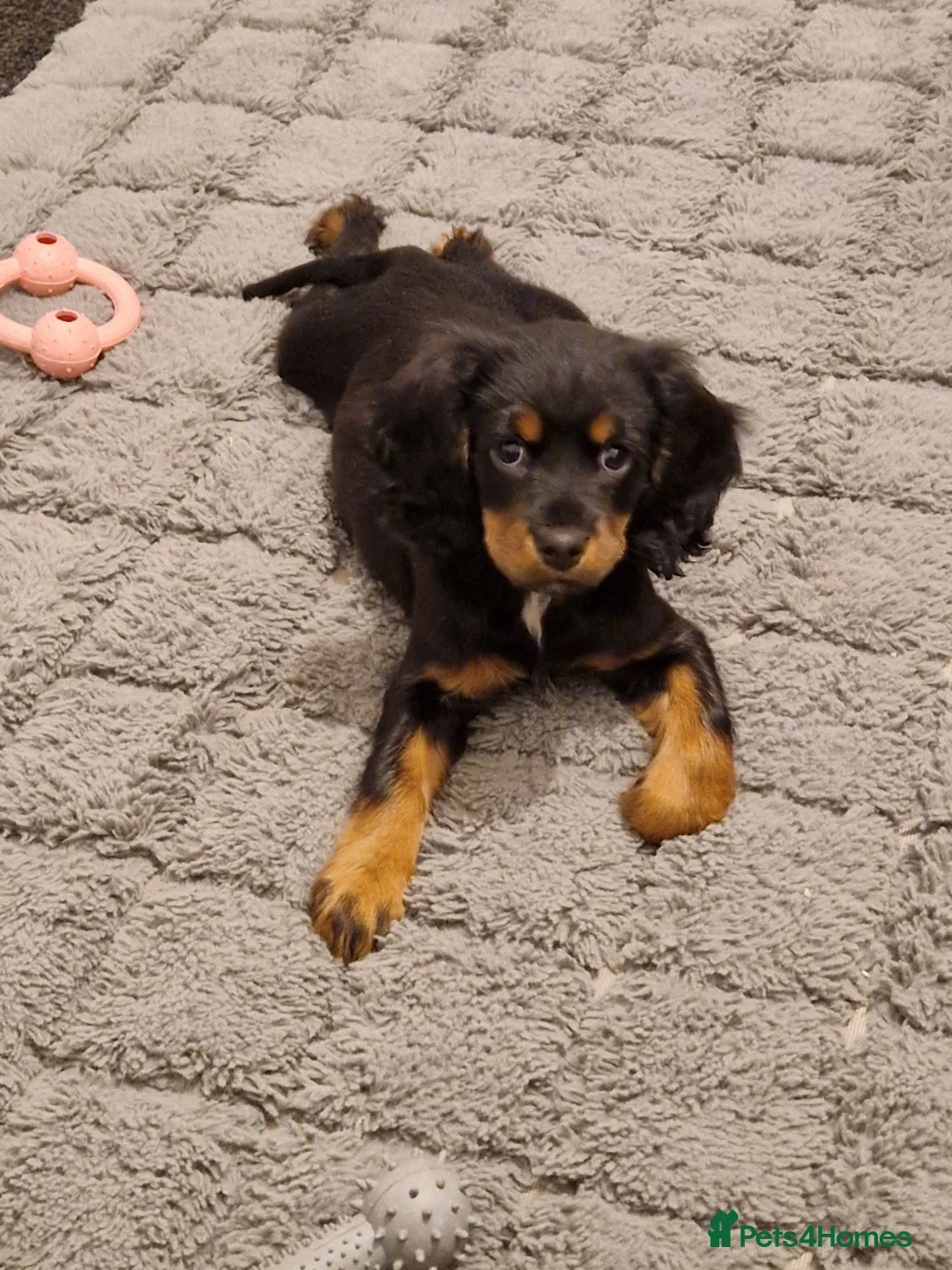 Cockalier dogs for sale: Poppy  - Advert 5