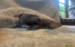 Staffordshire Bull Terrier dogs for sale: High Quality Blue & Black Staffy Puppies - Image 23