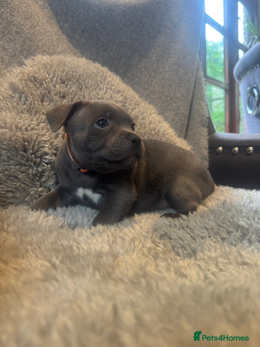 Staffordshire Bull Terrier dogs for sale: High Quality Blue & Black Staffy Puppies - Image 23