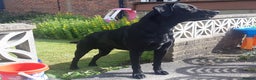 Labrador Retriever dogs for stud: Black Labrador for stud - North West - Proven stud in Saint Helens - Advert 3