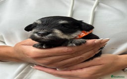 Miniature Schnauzer dogs for sale: Superb mini schnauzer, extensively health tested - Image 12