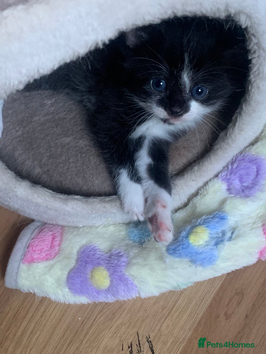 Mixed Breed cats for sale: Beautiful kittens.  - Image 13