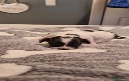Chihuahua dogs for stud: Stud long haired white Chihuahua  in Coatbridge - Image 20