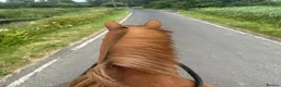 British Warmblood horses for sale: Stunning 16.1 warmblood mare  - Advert 8