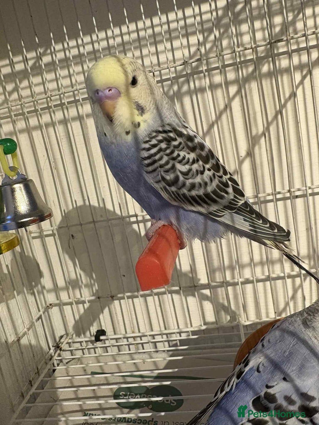 Budgerigars birds for sale: Young Budgies for sale  - Advert 9