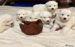 Samoyed dogs for sale: Samoyed puppies for sale - Image 4