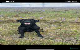 Labrador Retriever dogs for stud: Black Labrador retriever for stud - Image 2