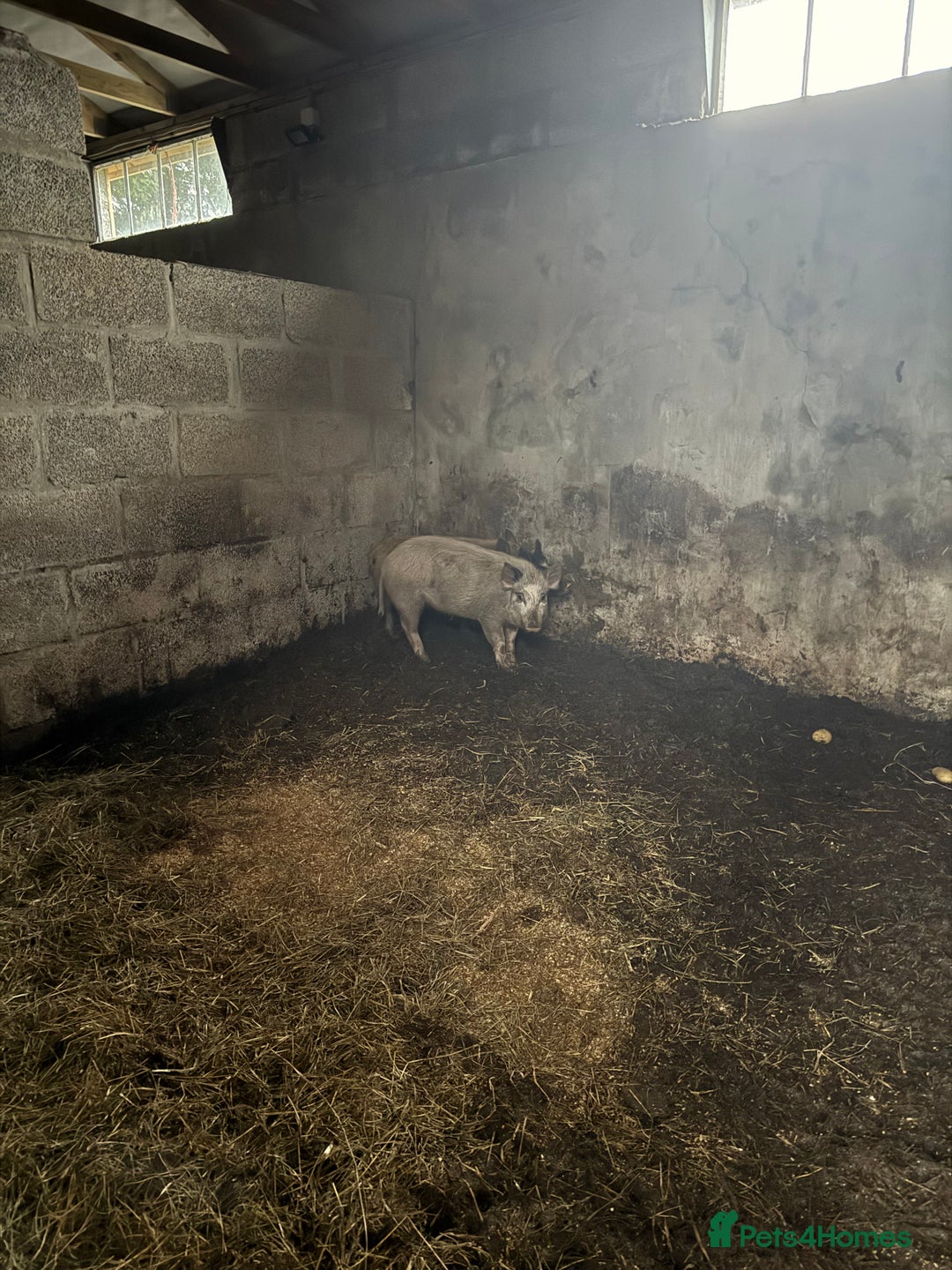 Pig livestock for sale: Heritage Ironage cross pietrain  - Advert 5