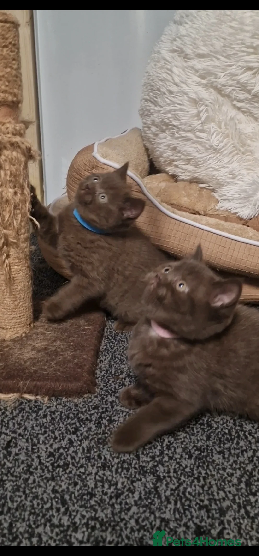 British Shorthair cats for sale: *RARE* Stunning Chocolate British Shorthairs! - Advert 5