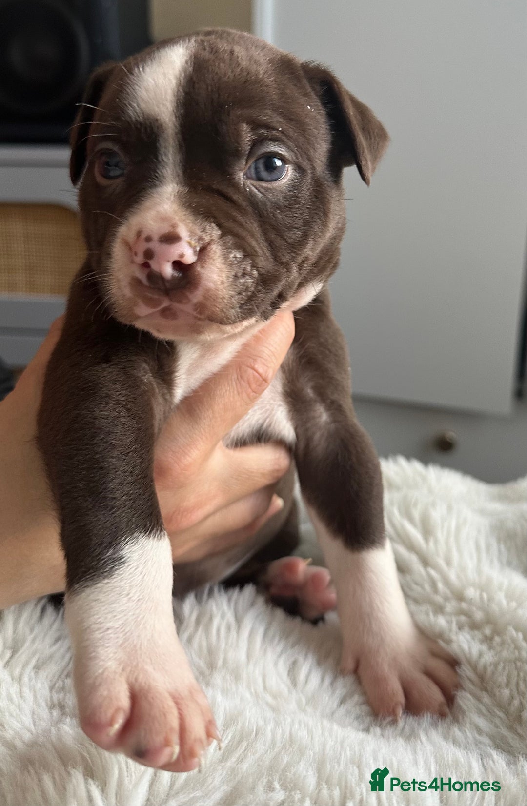 Mixed Breed dogs for sale: Olde English Bulldogge/Staffy Collie - Advert 21
