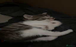 Mixed Breed cats for sale: Two female mixed kittens for sale - Image 4