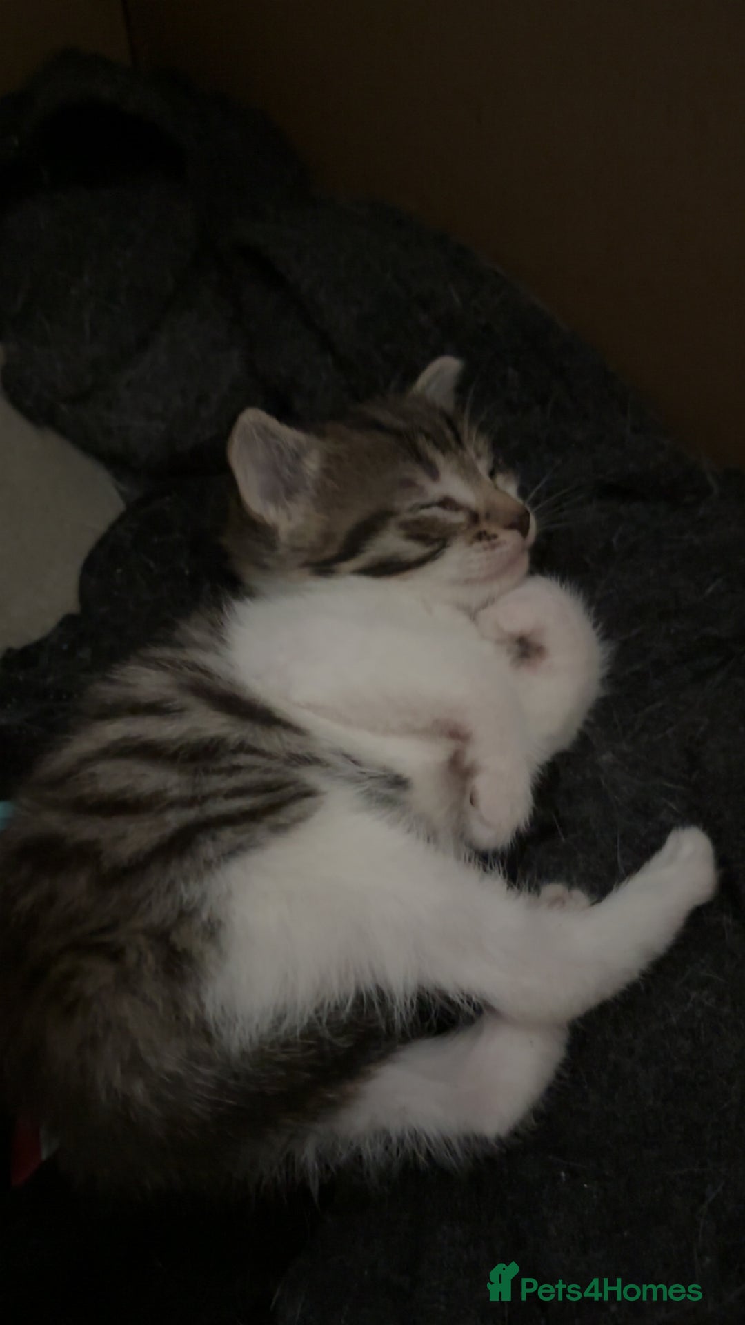 Mixed Breed cats for sale: Two female mixed kittens for sale - Image 4
