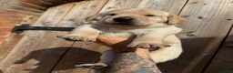 Labrador Retriever dogs for sale: KC Registered Working Labrador Retriever Puppies - Advert 14